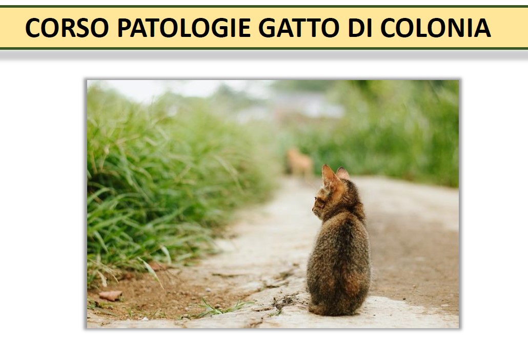 Corso patologie gatto di colonia